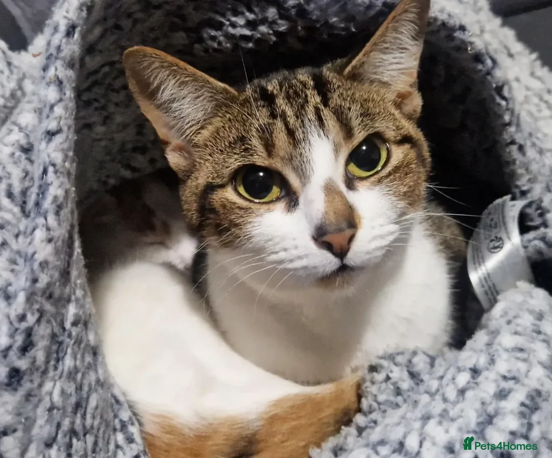 Mixed Breed cats for sale: Tabby Girl *Please Read Description* - Image 4