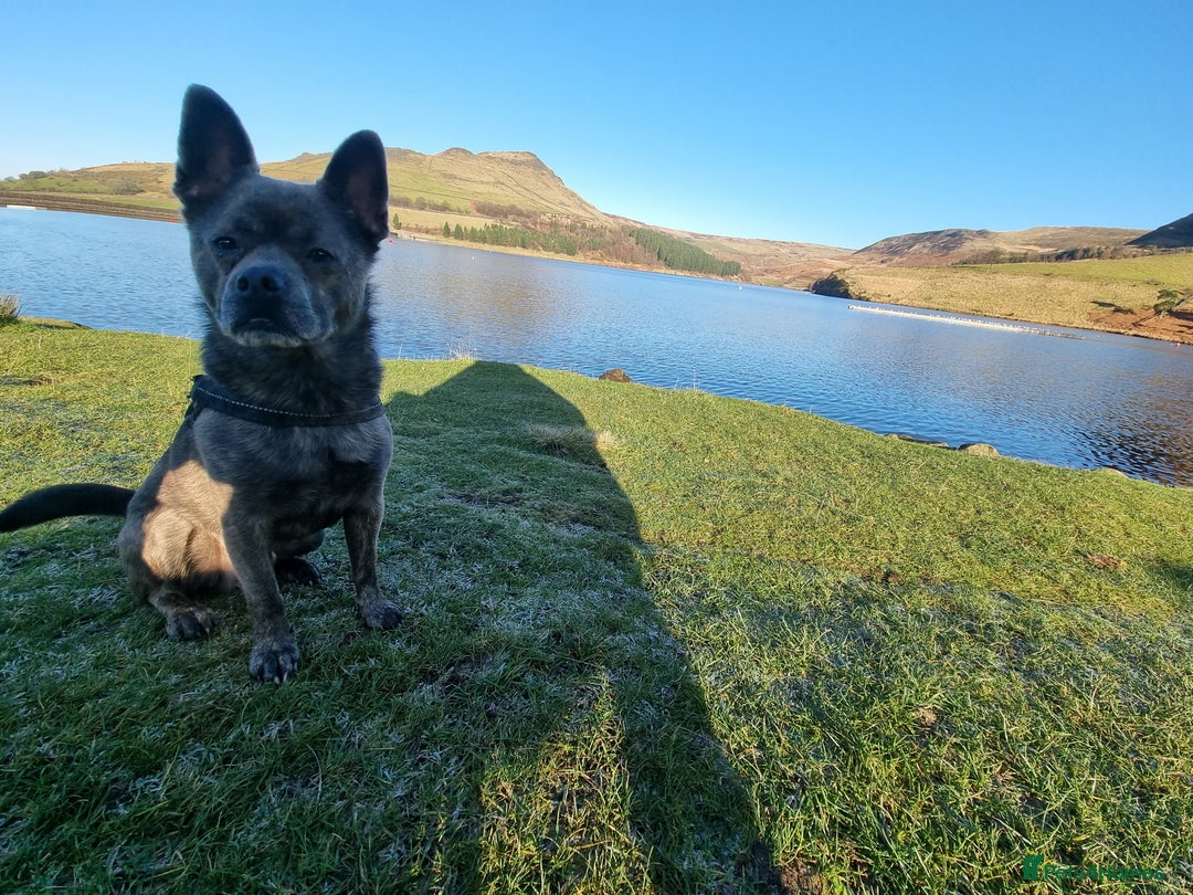 Mixed Breed dogs for sale: Ronnie  - Advert 3