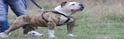 Alapaha Blue Blood Bulldog dogs for sale: SUPERB PICK OF LITTER PUP 5***** - Advert 24