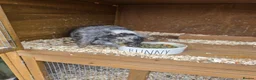 Mini Lop rabbits for sale: 2 Mini Lop Bunnies - Advert 4