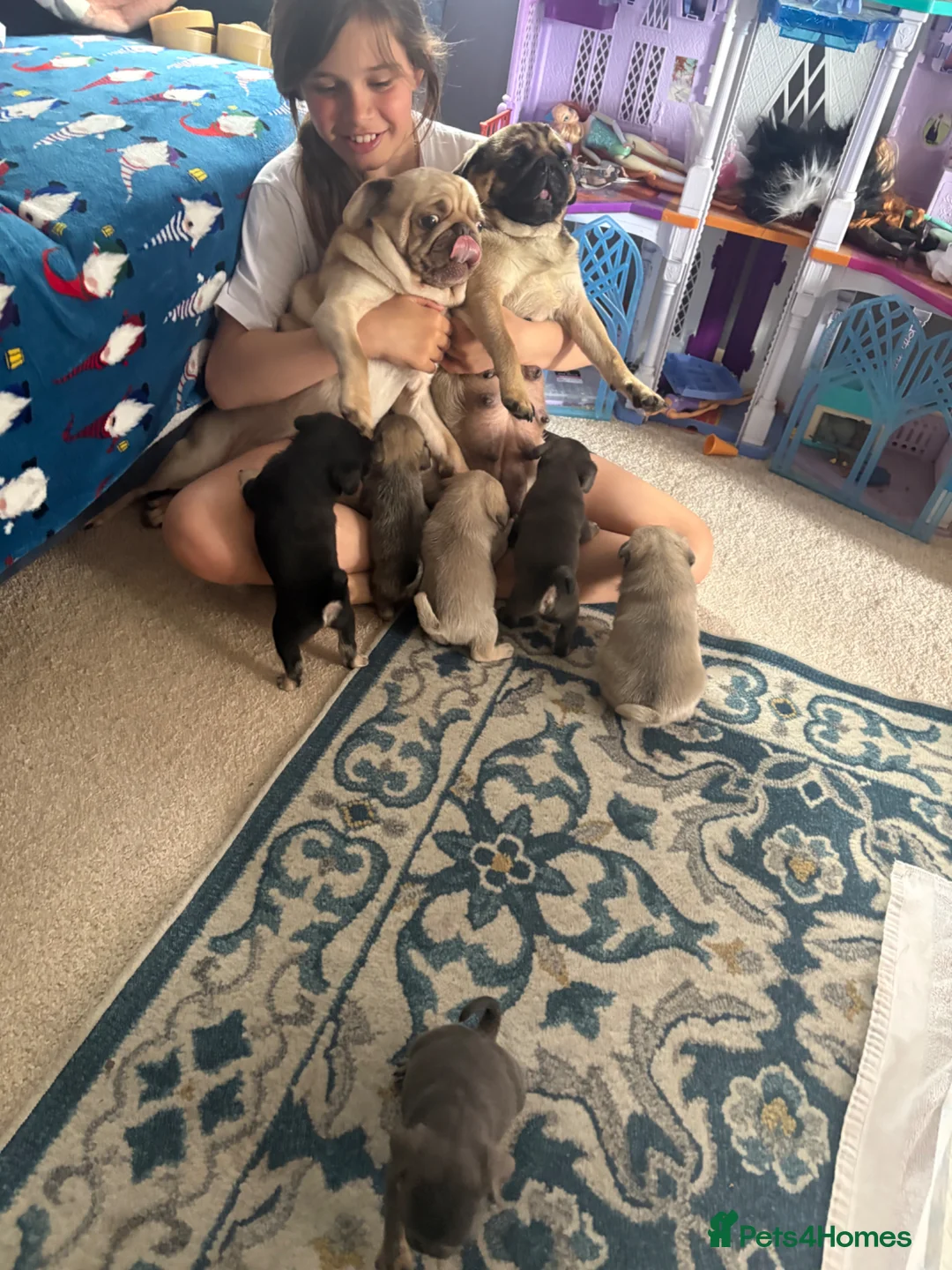 Pug dogs for sale: Champion blood line pups  - Advert 40
