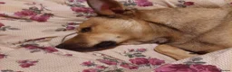 Mixed Breed dogs for adoption: Gabriel - Norwich Norfolk  - Advert 36