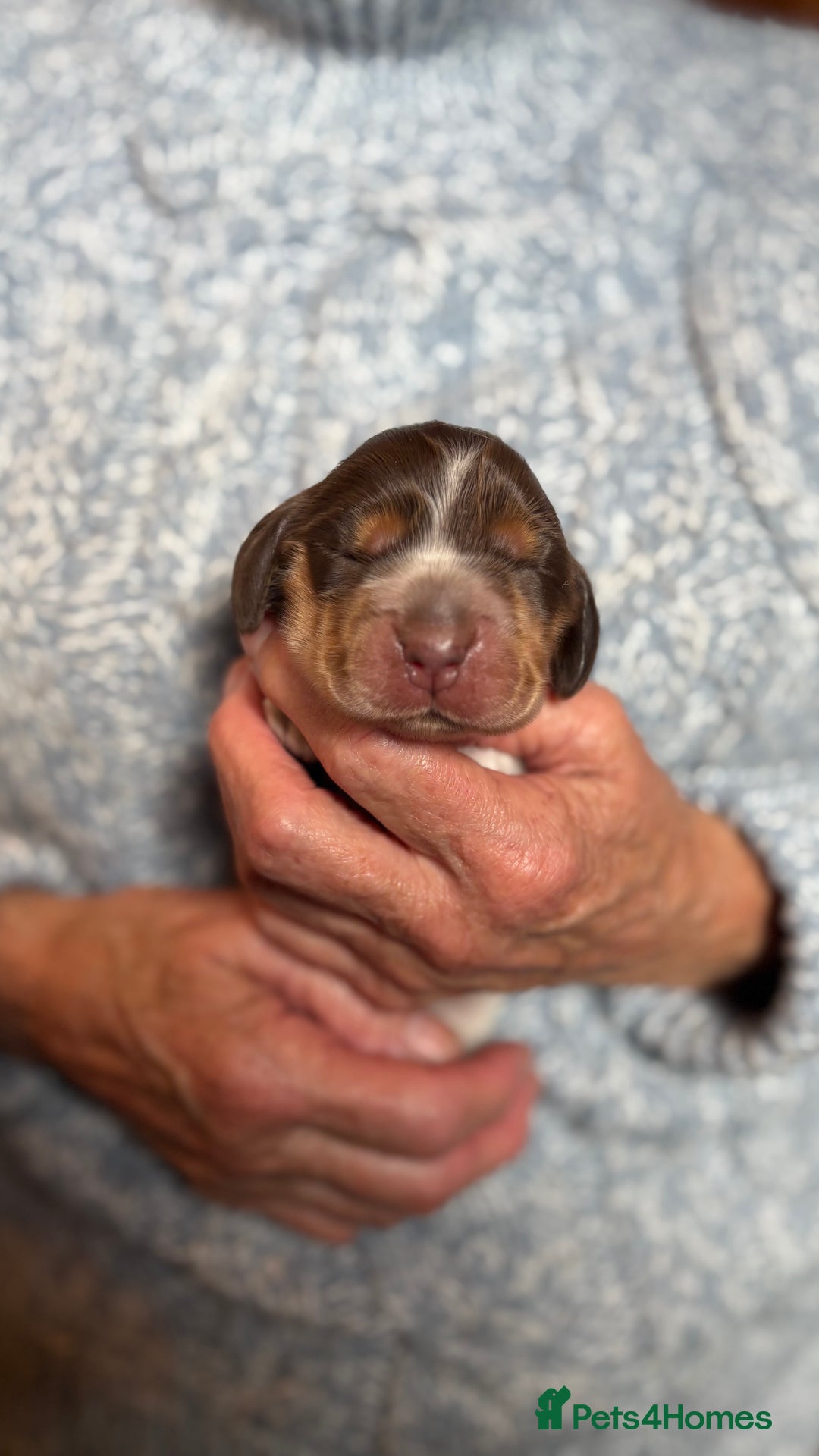 Cocker Spaniel dogs for sale: Show cocker spaniel pups  - Image 6