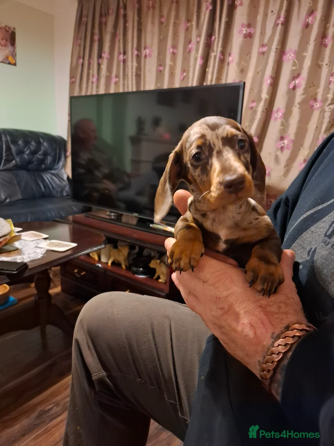 Miniature Dachshund dogs for sale: Miniature Dachshund smooth pups for sale ready now - Advert 6