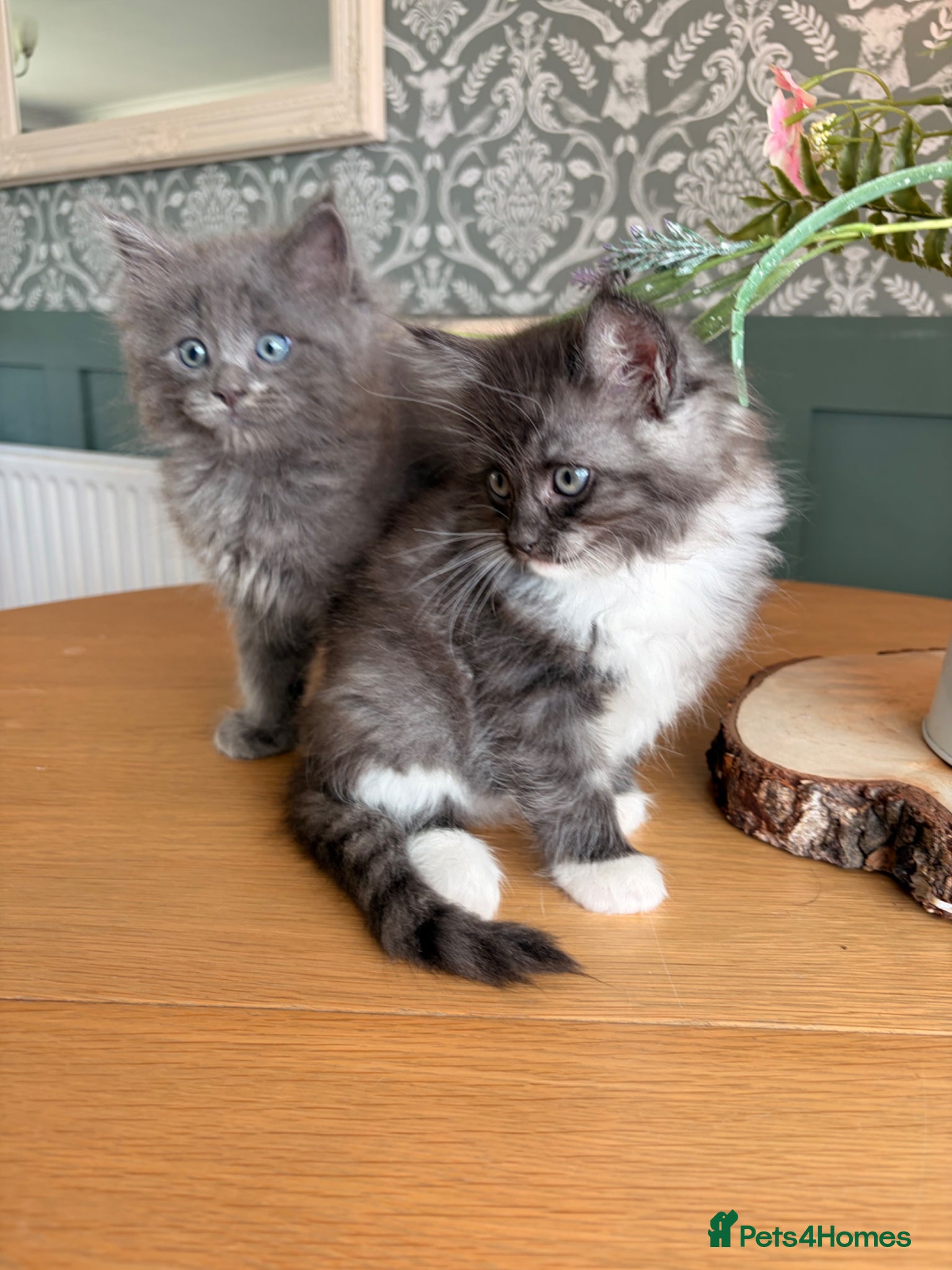 Ragcoon cats Stunning coloured Ragcoon kittens - Advert 5