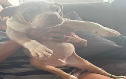 English Bulldog dogs for sale: Puppies for sale - Image 2