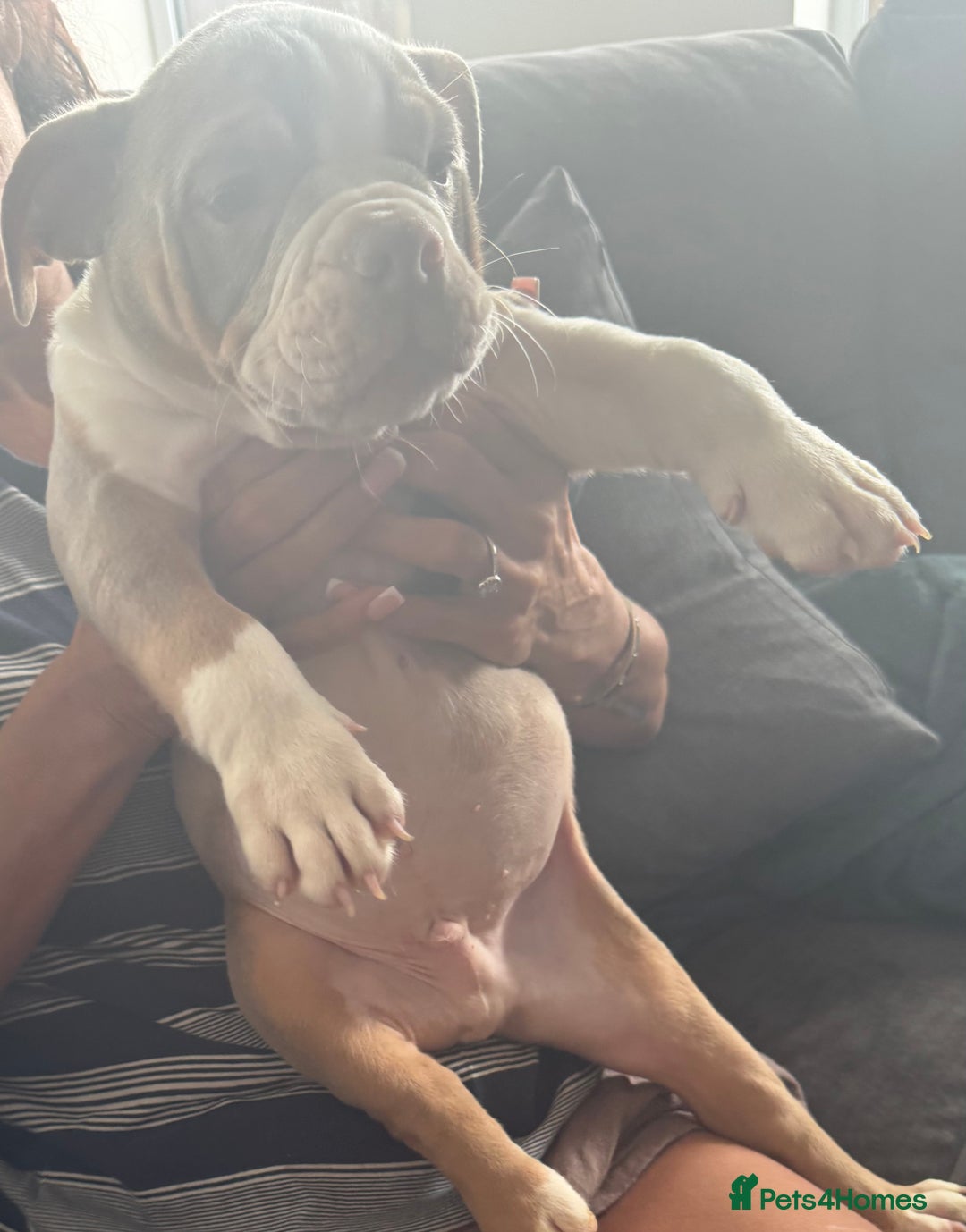 English Bulldog dogs for sale: Puppies for sale - Image 2