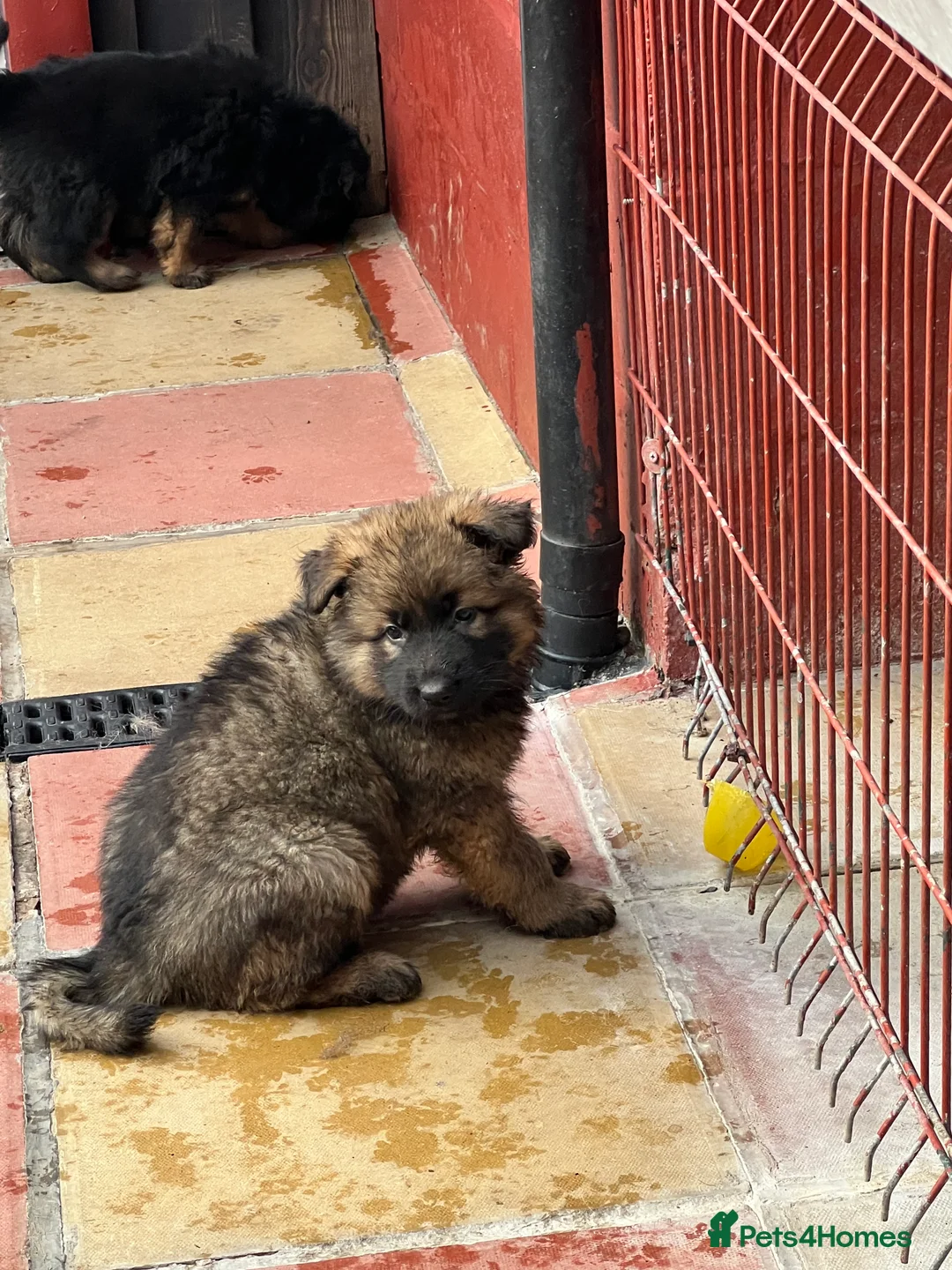 German Shepherd dogs for sale: Beautiful long haired straight back GSD babies  - Advert 14