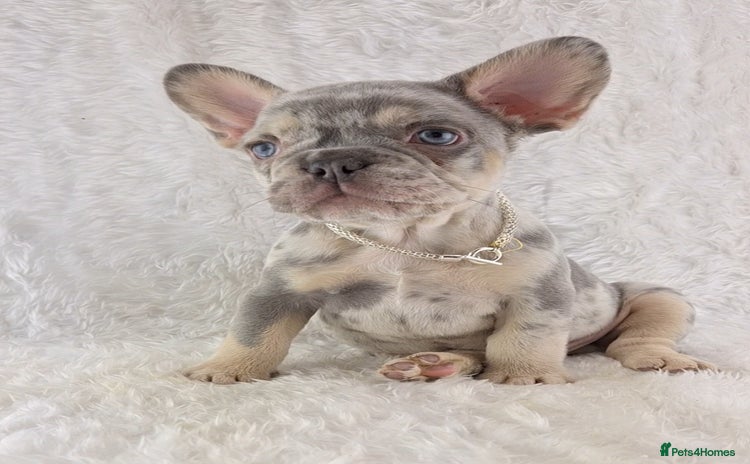 French Bulldog dogs - Advert 16