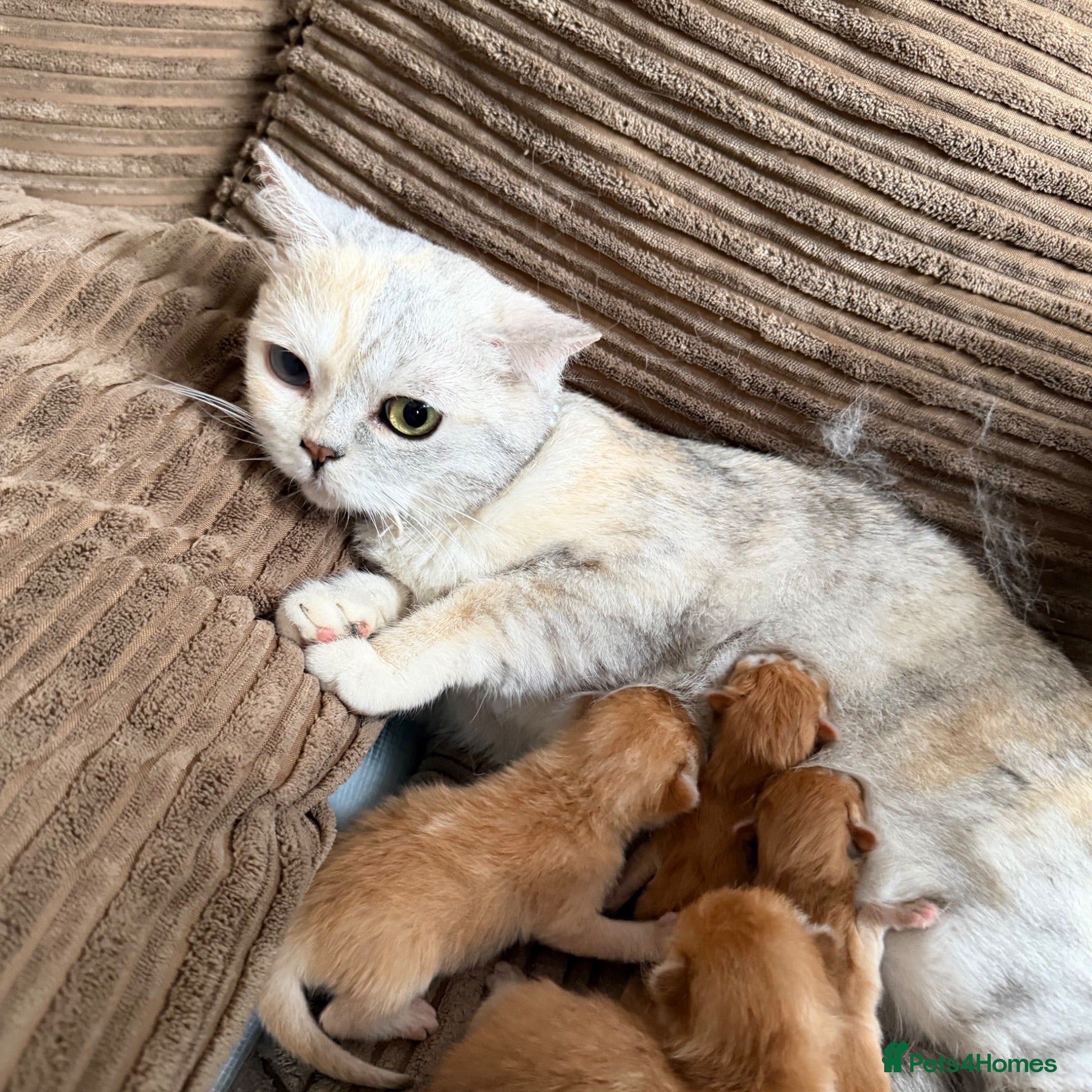 British Shorthair cats 5 Chocholate golden British shorthair kittens 🐱  - Advert 1