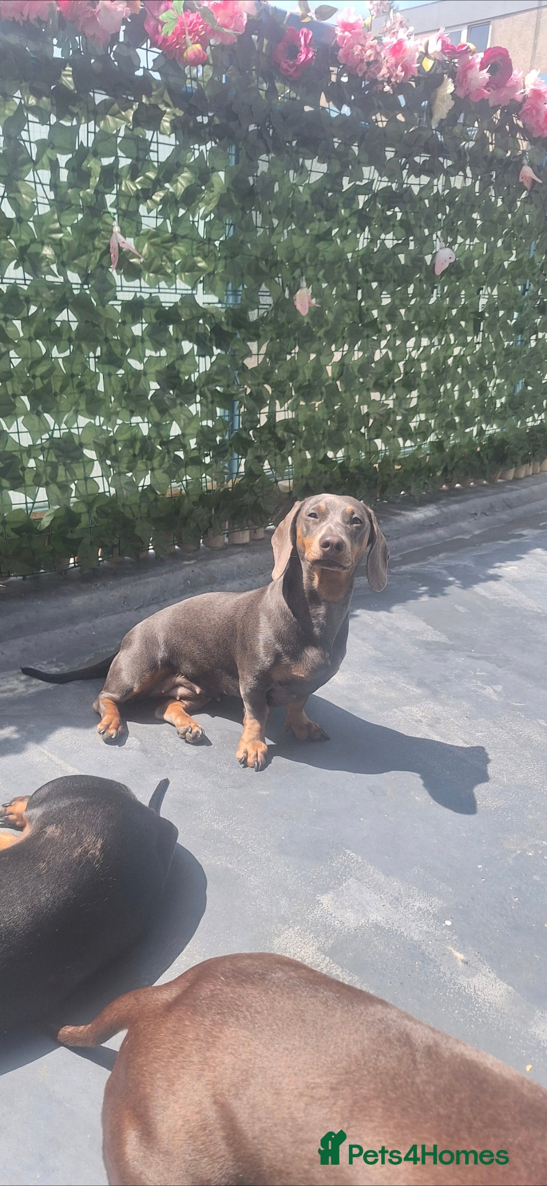 Dachshund dogs for sale: Blue and tan sausage dog  - Advert 2