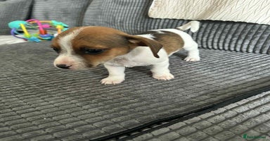 Jack Russell dogs - Advert 1