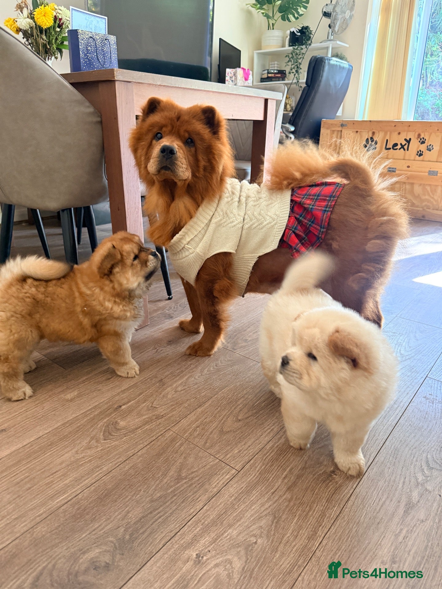 Chow Chow dogs Reduced price LAST TWO BABIES LEFT 🥹🫶 - Advert 2