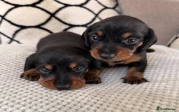 Miniature Dachshund dogs for sale: Beautiful Pedigree Miniature Dachshund Puppies - Image 1