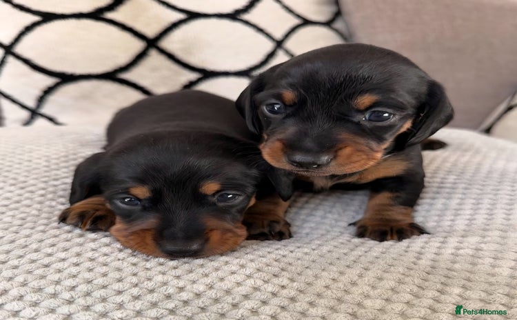 Miniature Dachshund dogs - Advert 2