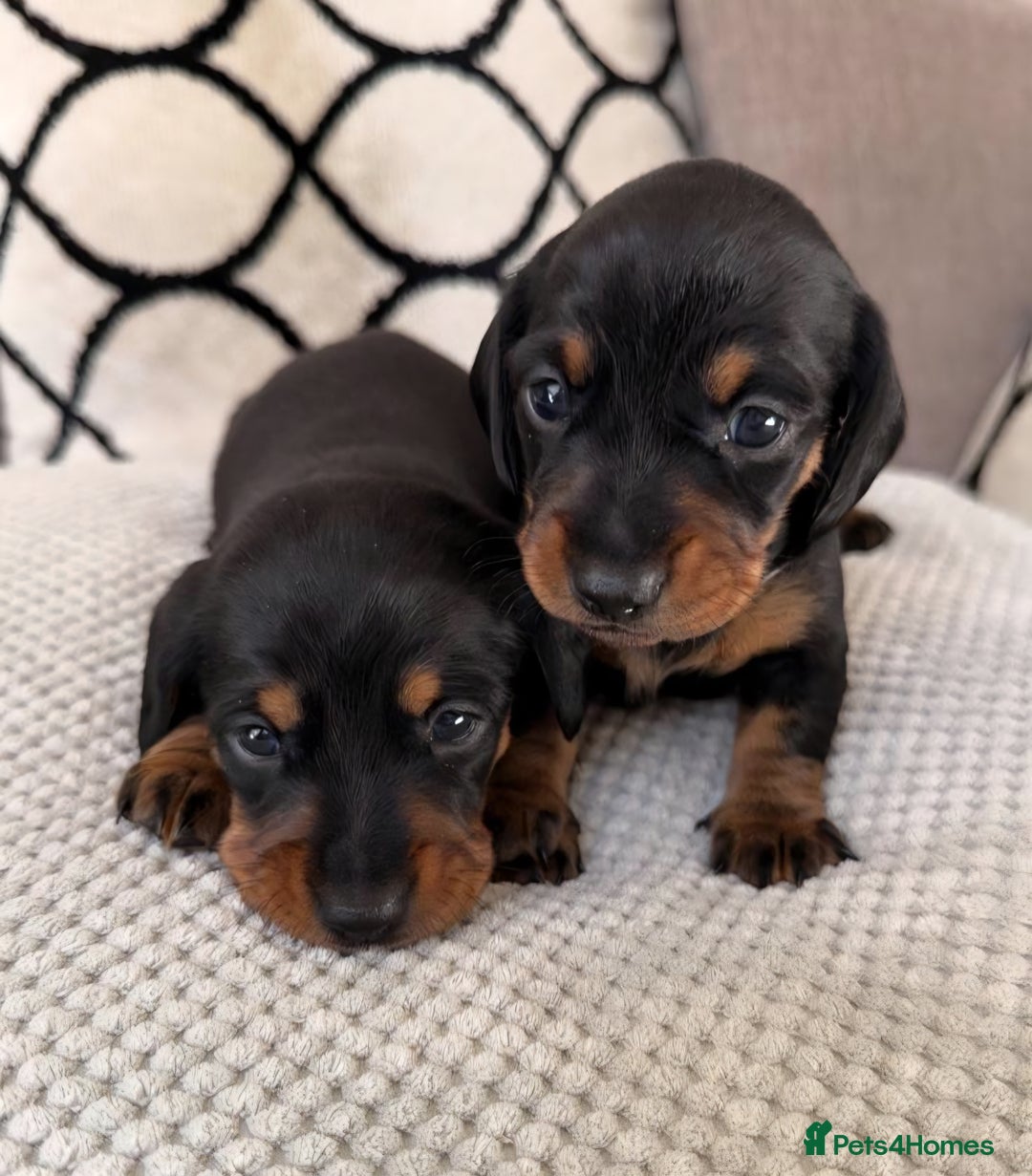 Miniature Dachshund dogs for sale: Beautiful Pedigree Miniature Dachshund Puppies - Image 1