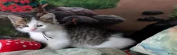 Domestic Shorthair cats for sale: Domestic Shorthair Kittens - Advert 35