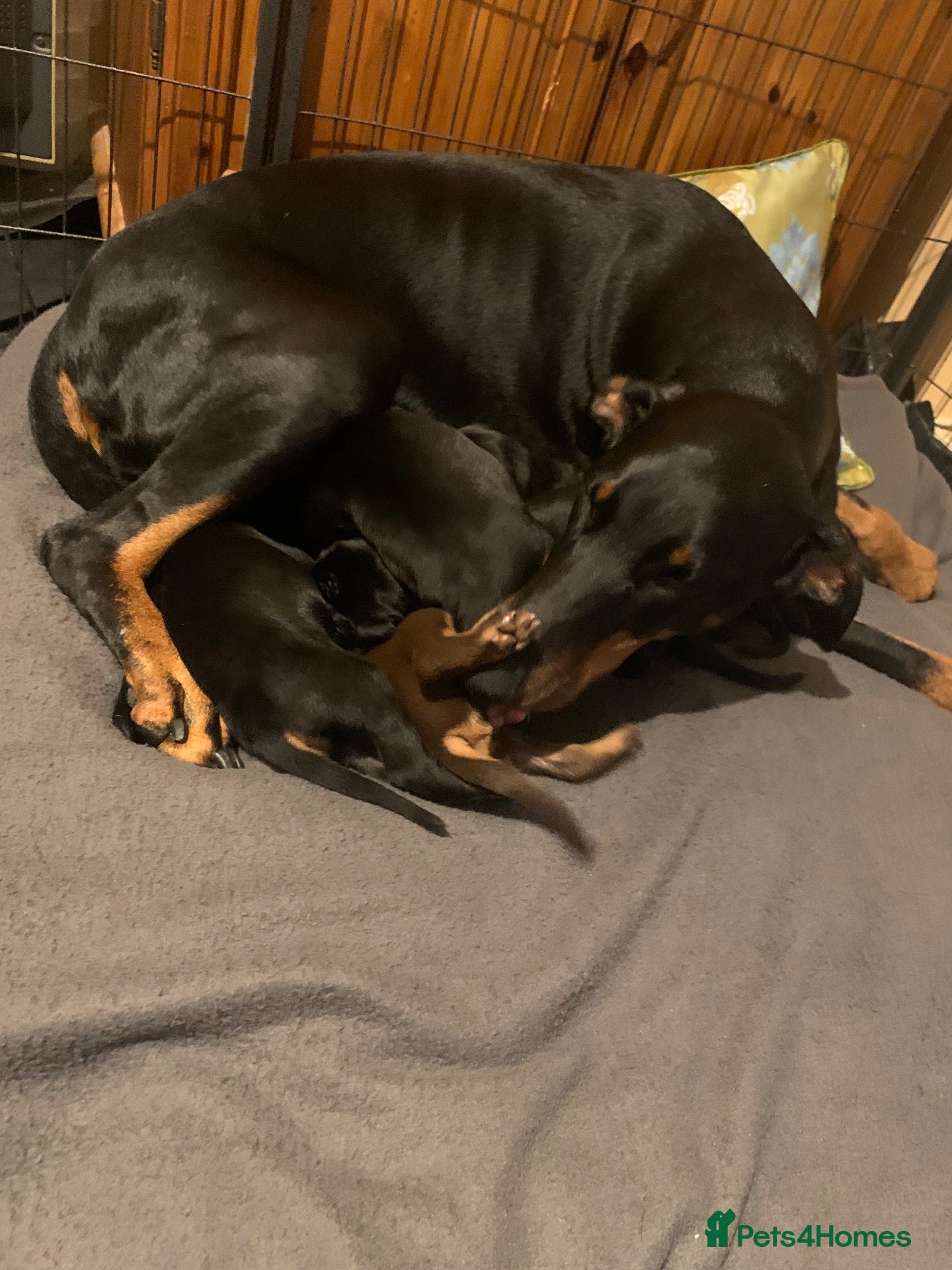 Dobermann dogs for sale: Royal KC Doberman puppies  - Advert 24