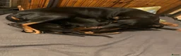 Dobermann dogs for sale: Royal KC Doberman puppies  - Advert 1