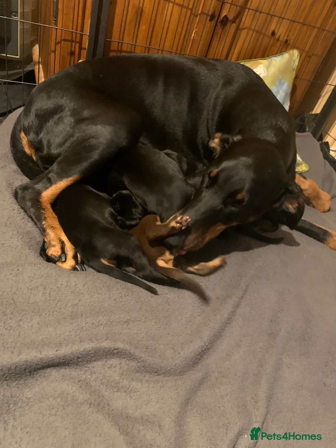 Dobermann dogs for sale: Royal KC Doberman puppies  - Advert 1