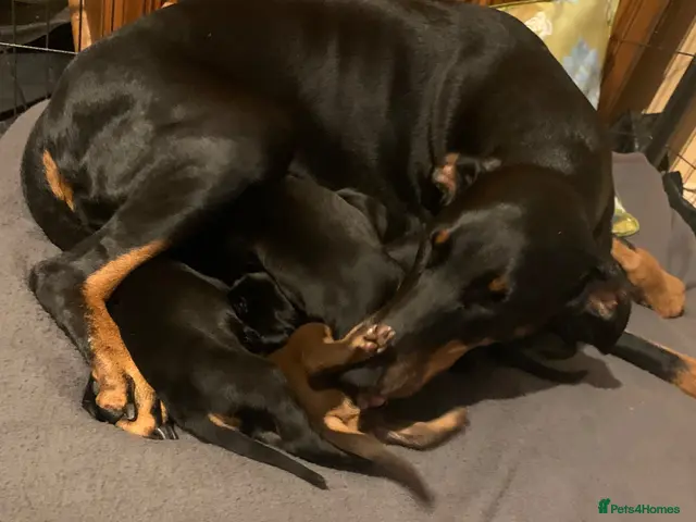 Dobermann dogs for sale: Royal KC Doberman puppies - Advert 24