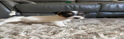 Mixed Breed dogs for sale: Beautiful mix of Sealyham terrier x jackrussel  - Advert 13