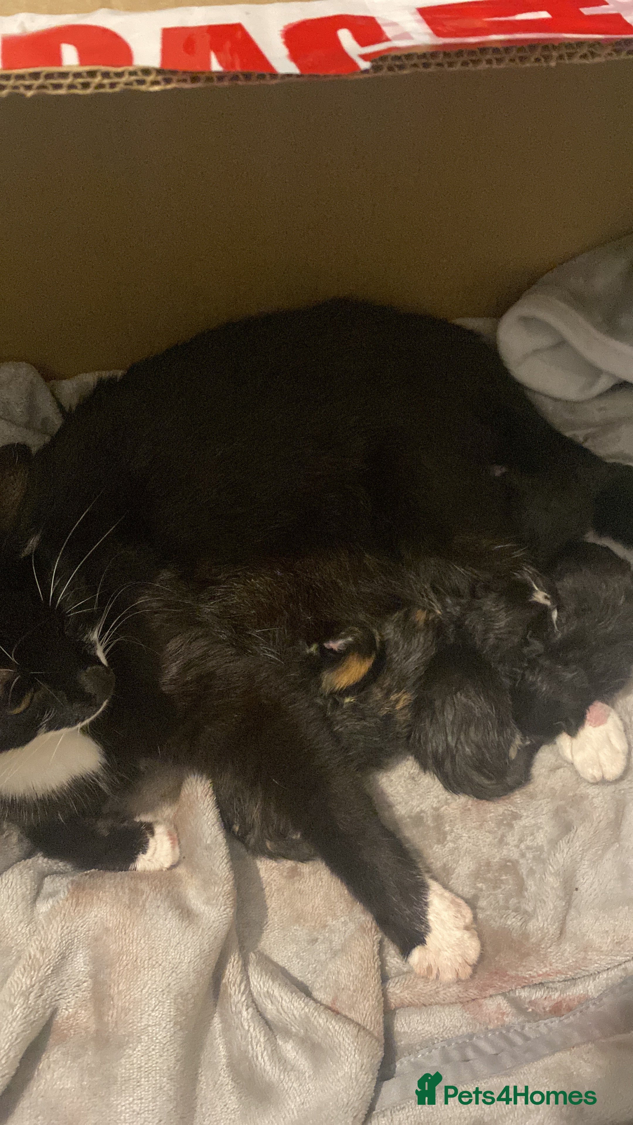 Mixed Breed cats Tuxedo and tabby kittens ready 2 February  - Advert 17