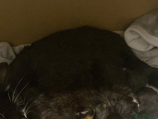 Mixed Breed cats Tuxedo and tabby kittens ready 2 February - Advert 1