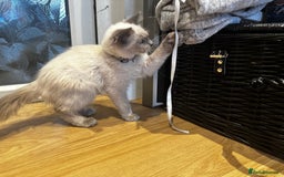 Birman cats for sale: Birman kittens  - Image 22