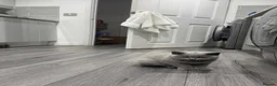 British Shorthair cats for sale: British Short Hair, Female, 13 Weeks - Advert 3