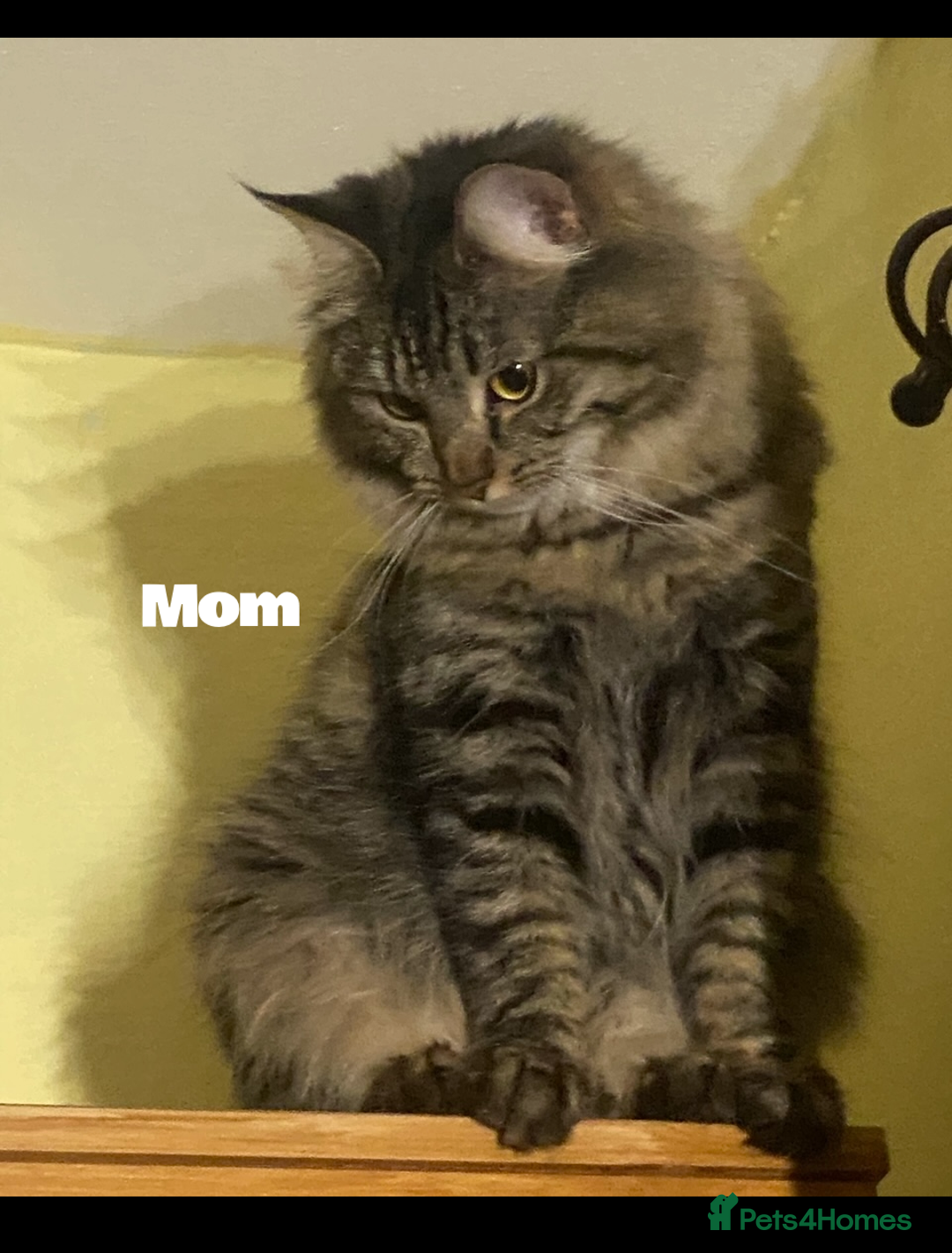 Maine Coon cats for sale: Maine coon kittens  - Advert 1