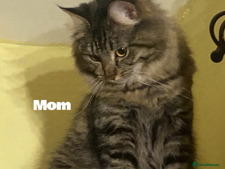 Maine Coon cats Maine coon kittens - Advert 1