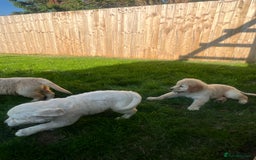 Golden Retriever dogs for sale: Teddy Bear Goldies - Image 20