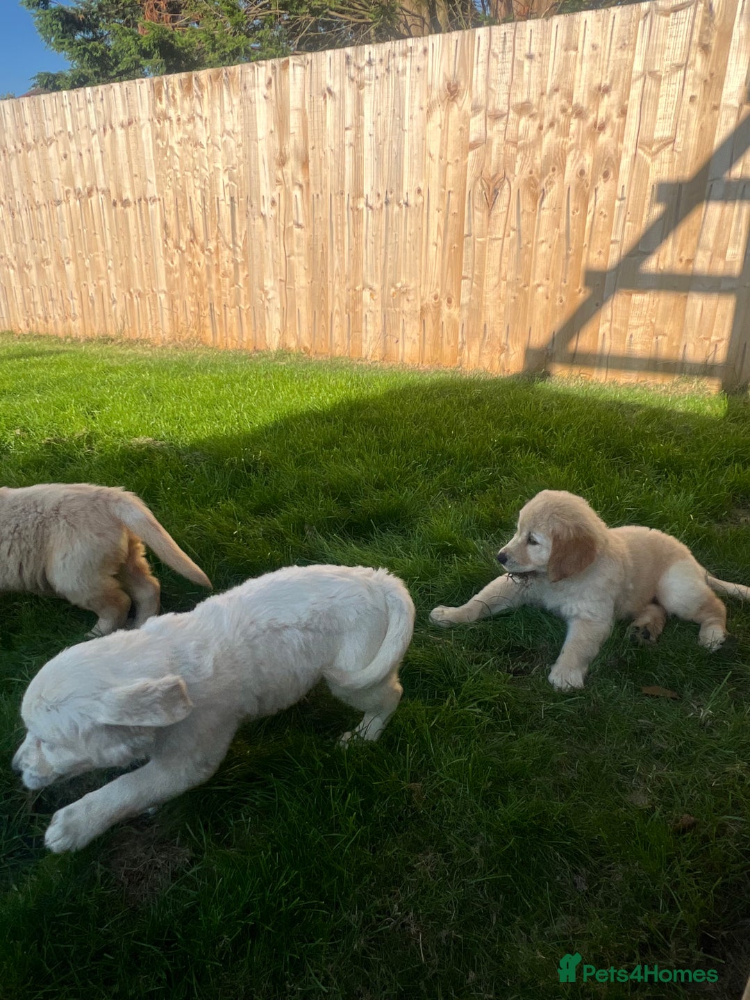 Golden Retriever dogs for sale: Teddy Bear Goldies - Image 20