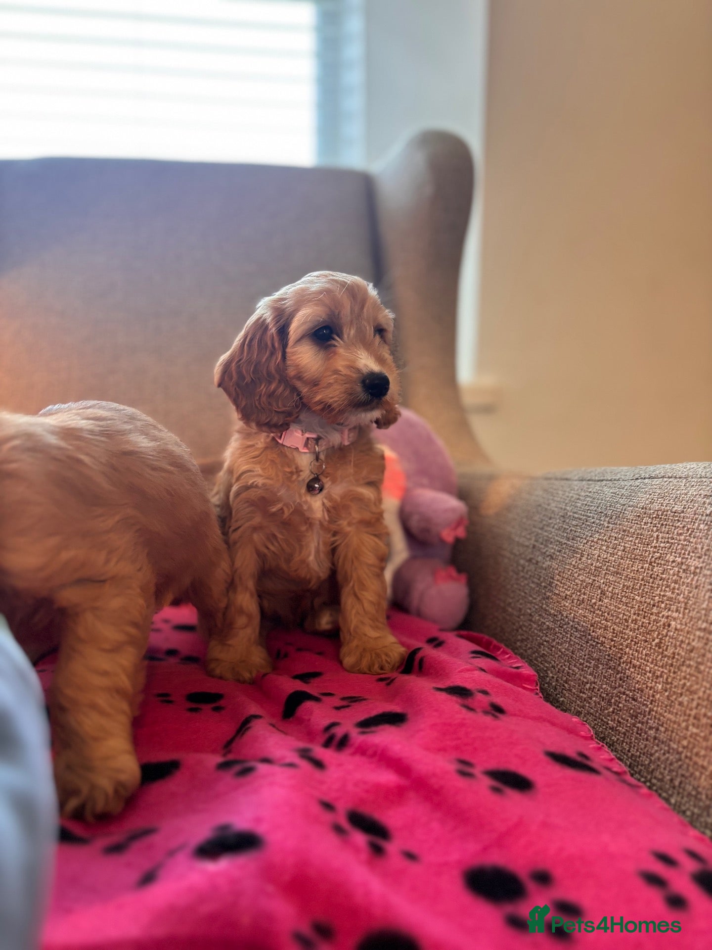 Cockapoo dogs Beautiful F1 Cockapoos  - Advert 1