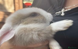 Mini Lop rabbits for sale: Beautiful mini lop rabbits  - Image 7