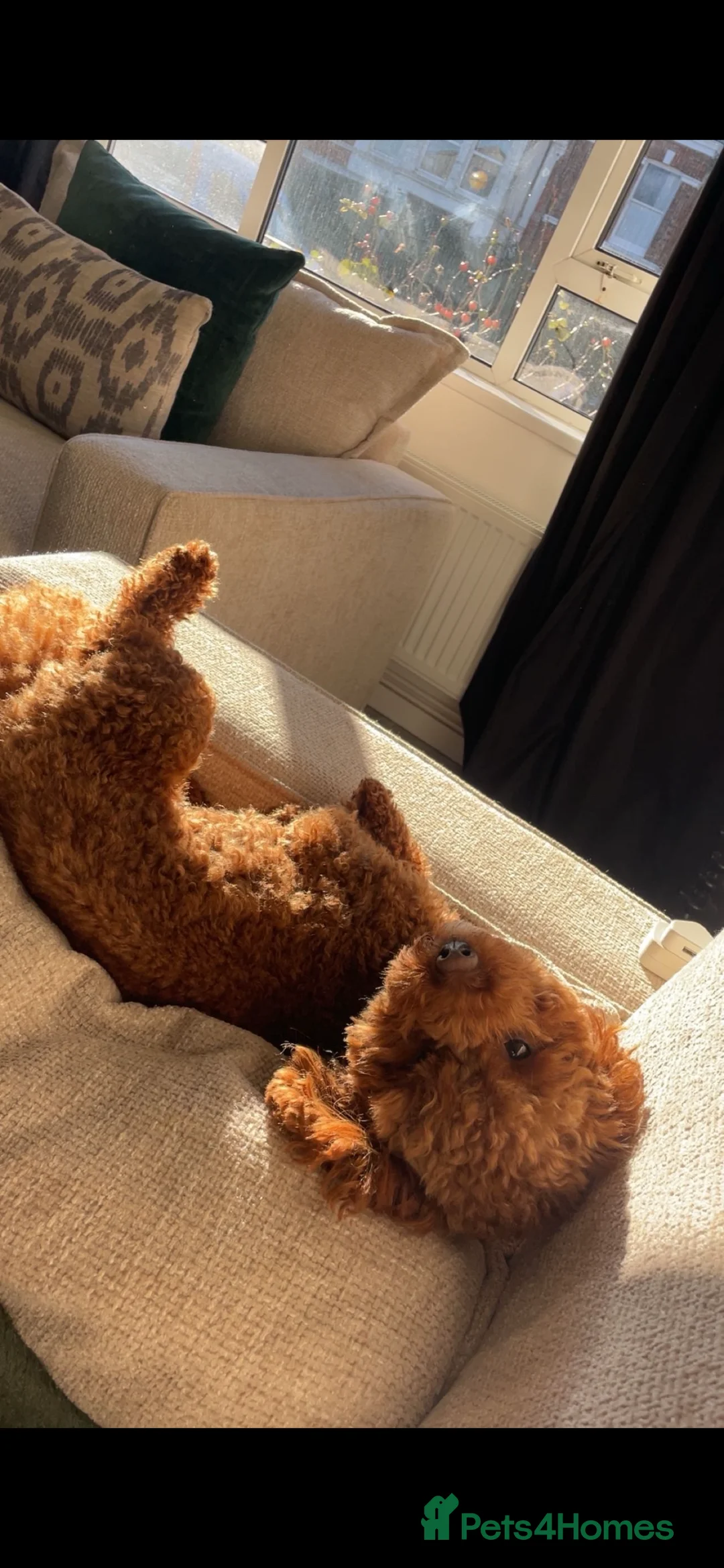 Cavapoochon dogs for stud: Scooby The Red Cavapoochon Stud - Advert 2