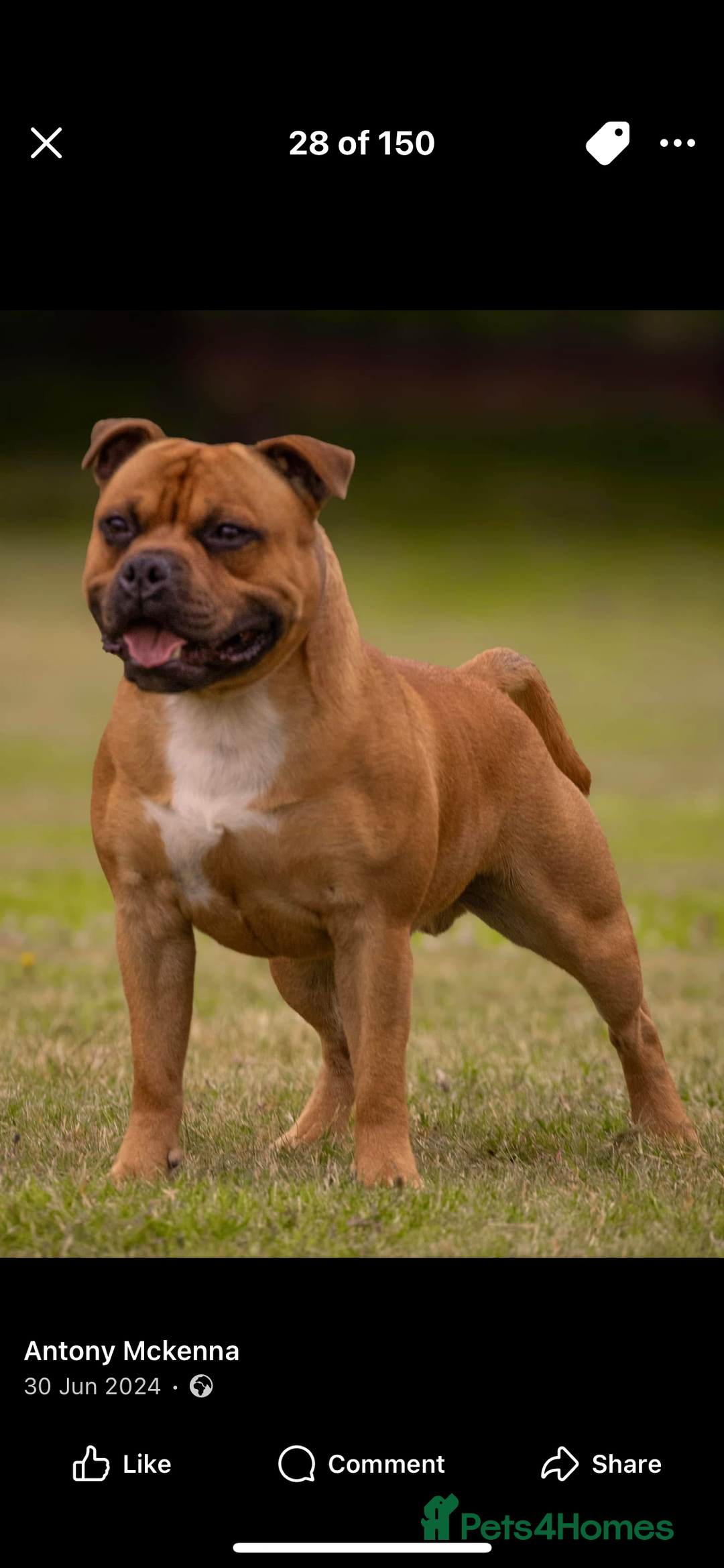 Staffordshire Bull Terrier dogs for sale: Beautiful chunky red staffys  - Advert 23