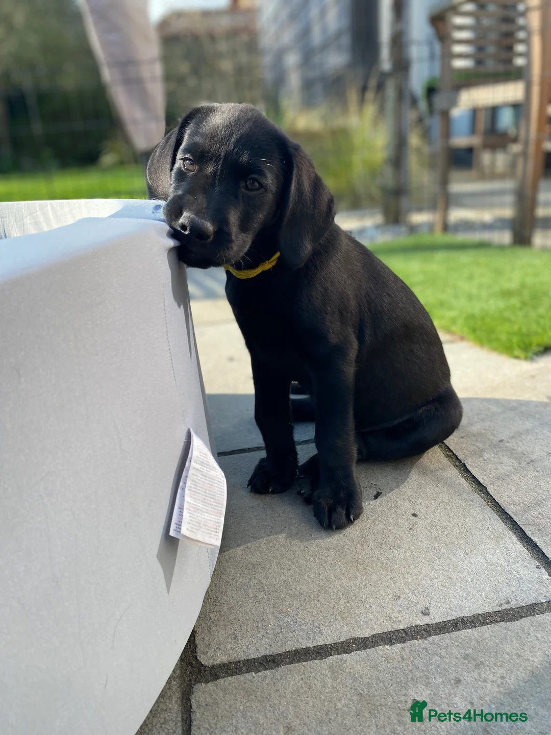 Labrador Retriever dogs for sale: Beautiful Black Female  - Advert 9