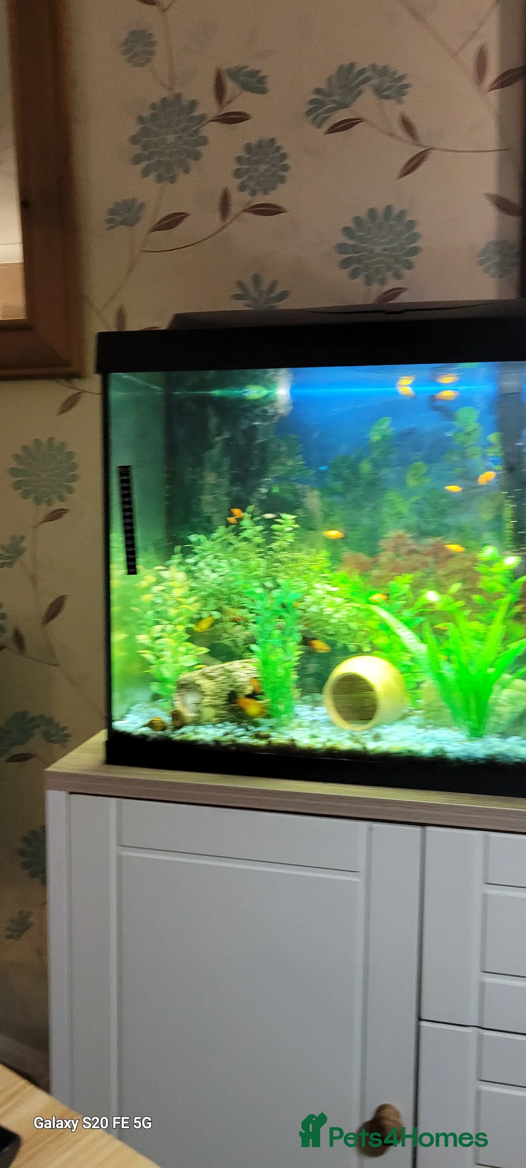 Platies fish for sale: Tropical fish - Advert 2
