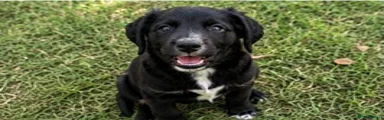 Cocker Spaniel 6