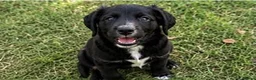 Cocker Spaniel dogs for sale: Cocker spaniel puppies in Cambridge - Advert 8