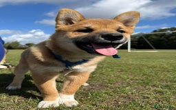 Japanese Shiba Inu dogs for sale: 🐾 Shiba Inu Puppies Available in London - Image 14