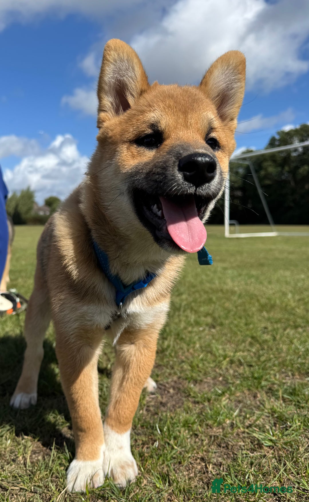 Japanese Shiba Inu dogs for sale: 🐾 Shiba Inu Puppies Available in London - Image 14
