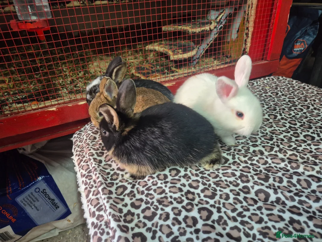 Mixed Breed rabbits for sale: Lovely mixed dwarf baby rabbits in Portsmouth - Advert 8
