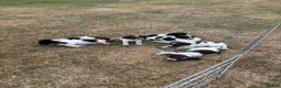 English Springer Spaniel dogs for sale: English springer spaniel puppies for sale  in Abergele - Advert 10
