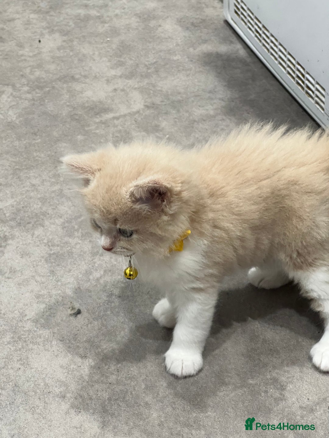 Ragdoll cats for sale: Persian x Ragdoll kittens - Image 17
