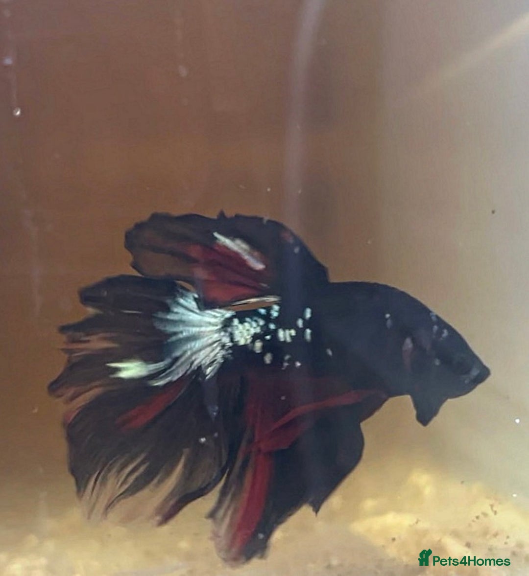 Bettas fish for sale: Betta fish for sale  - Image 10