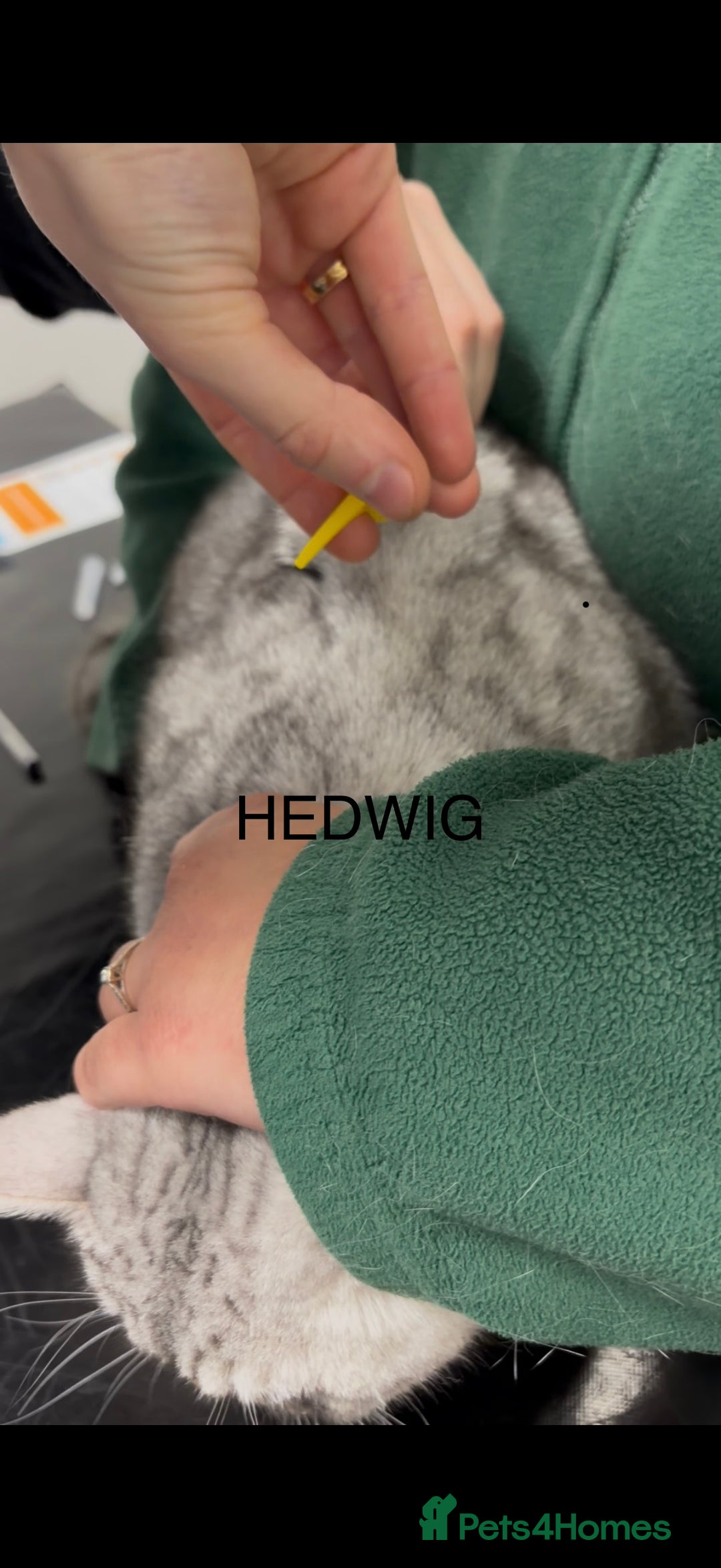 British Shorthair cats for sale: 3 Kittens•Full Pedigree•Champions bloodline•GCCF - Advert 3