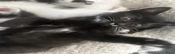 British Shorthair cats for sale: 2 BRITSH MALE SHORT HAIR KITTENS - Advert 10
